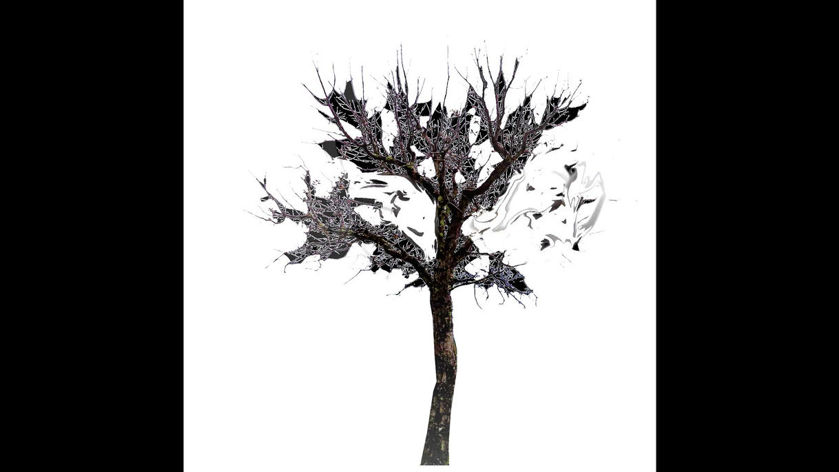 Nat Anel Bee Nouvelles